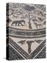 Roman Floor Mosaic, Archaeological Site of Volubilis, Unesco World Heritage Site, Morocco-R H Productions-Stretched Canvas