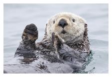 Yesterday I Caught A Fish Thiiis Big! Otter. Alaska-Roman Golubenko-Stretched Canvas