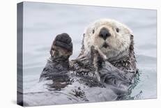 Yesterday I Caught A Fish Thiiis Big! Otter. Alaska-Roman Golubenko-Mounted Giclee Print