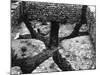 Roman Hypocaust-null-Mounted Photographic Print