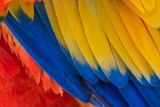 Parrot. Multi-Colored Feathers. Macaw. Macro Photo.-Roman Khomlyak-Laminated Photographic Print