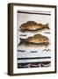 Roman Mosaic with Fish Swimming, Carthage, Tunis, Tunisia, North Africa-Nico Tondini-Framed Premium Photographic Print