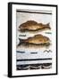 Roman Mosaic with Fish Swimming, Carthage, Tunis, Tunisia, North Africa-Nico Tondini-Framed Photographic Print