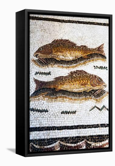 Roman Mosaic with Fish Swimming, Carthage, Tunis, Tunisia, North Africa-Nico Tondini-Framed Stretched Canvas