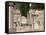 Roman Ruins, Vaison La Romaine, Vaucluse, Provence, France-John Miller-Framed Stretched Canvas