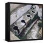 Roman Toilet, Ostia, Italy-null-Framed Stretched Canvas