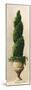 Roman Topiary I-Welby-Mounted Premium Giclee Print