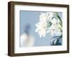 Romance-Christine Zalewski-Framed Premium Giclee Print