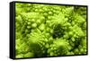 Romanesco Cauliflower Head-PASIEKA-Framed Stretched Canvas