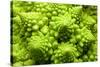 Romanesco Cauliflower Head-PASIEKA-Stretched Canvas