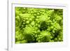 Romanesco Cauliflower Head-PASIEKA-Framed Photographic Print