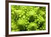 Romanesco Cauliflower Head-PASIEKA-Framed Photographic Print