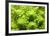 Romanesco Cauliflower Head-PASIEKA-Framed Photographic Print