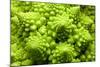 Romanesco Cauliflower Head-PASIEKA-Mounted Photographic Print