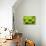 Romanesco Cauliflower Head-PASIEKA-Photographic Print displayed on a wall