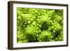 Romanesco Cauliflower Head-PASIEKA-Framed Photographic Print