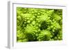 Romanesco Cauliflower Head-PASIEKA-Framed Photographic Print