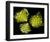 Romanesco Vegetable Fractal-null-Framed Art Print