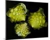 Romanesco Vegetable Fractal-null-Mounted Art Print