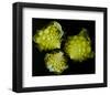 Romanesco Vegetable Fractal-null-Framed Art Print