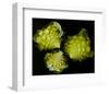 Romanesco Vegetable Fractal-null-Framed Art Print