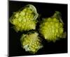 Romanesco Vegetable Fractal-null-Mounted Art Print