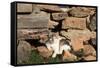 Romania, Maramures County, Dobricu Lapusului. Cat leaning against stone wall.-Emily Wilson-Framed Stretched Canvas