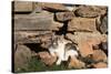 Romania, Maramures County, Dobricu Lapusului. Cat leaning against stone wall.-Emily Wilson-Stretched Canvas