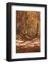 Romania, Transylvania. Carpathian Mountains, autumn colors. Brasov.-Emily Wilson-Framed Photographic Print