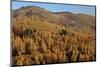 Romania, Transylvania, Carpathian Mountains, Magura, Fall Colors.-Emily Wilson-Mounted Photographic Print