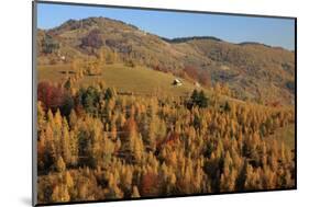 Romania, Transylvania, Carpathian Mountains, Magura, Fall Colors.-Emily Wilson-Mounted Photographic Print