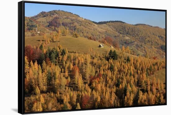 Romania, Transylvania, Carpathian Mountains, Magura, Fall Colors.-Emily Wilson-Framed Stretched Canvas