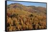 Romania, Transylvania, Carpathian Mountains, Magura, Fall Colors.-Emily Wilson-Framed Stretched Canvas