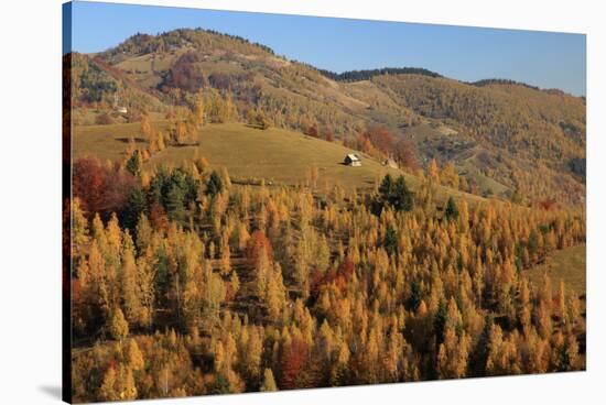 Romania, Transylvania, Carpathian Mountains, Magura, Fall Colors.-Emily Wilson-Stretched Canvas