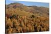 Romania, Transylvania, Carpathian Mountains, Magura, Fall Colors.-Emily Wilson-Stretched Canvas