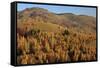 Romania, Transylvania, Carpathian Mountains, Magura, Fall Colors.-Emily Wilson-Framed Stretched Canvas