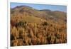 Romania, Transylvania, Carpathian Mountains, Magura, Fall Colors.-Emily Wilson-Framed Photographic Print