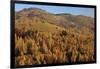 Romania, Transylvania, Carpathian Mountains, Magura, Fall Colors.-Emily Wilson-Framed Photographic Print