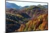 Romania, Transylvania, Carpathian Mountains, Magura, Fall Colors.-Emily Wilson-Mounted Photographic Print