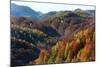 Romania, Transylvania, Carpathian Mountains, Magura, Fall Colors.-Emily Wilson-Mounted Photographic Print