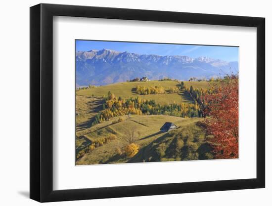 Romania, Transylvania, Carpathian Mountains, Magura, Piatra Craiului National Park.-Emily Wilson-Framed Photographic Print