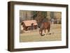 Romania, Transylvania, Carpathian Mountains, Piatra Craiului National Park. Horse-Emily Wilson-Framed Photographic Print