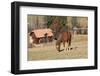 Romania, Transylvania, Carpathian Mountains, Piatra Craiului National Park. Horse-Emily Wilson-Framed Photographic Print