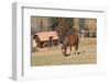 Romania, Transylvania, Carpathian Mountains, Piatra Craiului National Park. Horse-Emily Wilson-Framed Photographic Print