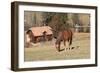 Romania, Transylvania, Carpathian Mountains, Piatra Craiului National Park. Horse-Emily Wilson-Framed Photographic Print