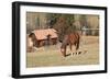 Romania, Transylvania, Carpathian Mountains, Piatra Craiului National Park. Horse-Emily Wilson-Framed Photographic Print