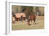 Romania, Transylvania, Carpathian Mountains, Piatra Craiului National Park. Horse-Emily Wilson-Framed Photographic Print