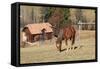 Romania, Transylvania, Carpathian Mountains, Piatra Craiului National Park. Horse-Emily Wilson-Framed Stretched Canvas