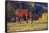 Romania, Transylvania, Magura, Piatra Craiului National Park. Horse-Emily Wilson-Framed Stretched Canvas