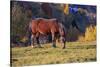 Romania, Transylvania, Magura, Piatra Craiului National Park. Horse-Emily Wilson-Stretched Canvas